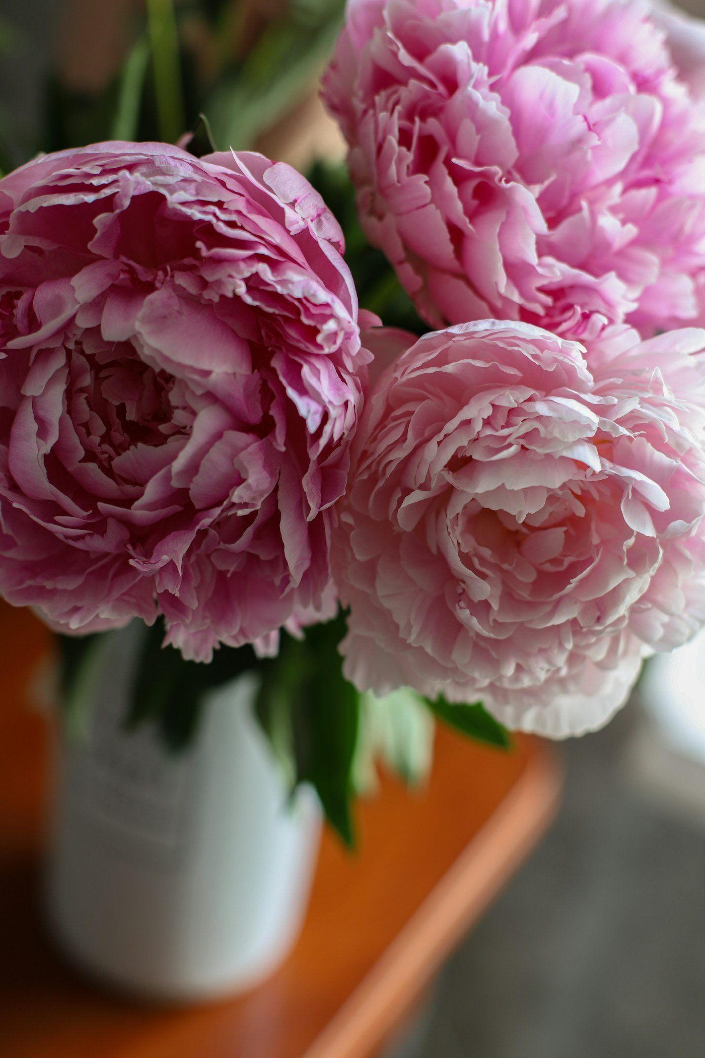 Soft pink peonies in a vase, gentle and full of new bloom